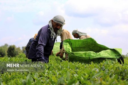 ۸۵ هزار تن برگ سبز چای تحویل دولت شد/ ۵۰ درصد مطالبات معوق - خبرگزاری مهر | اخبار ایران و جهان