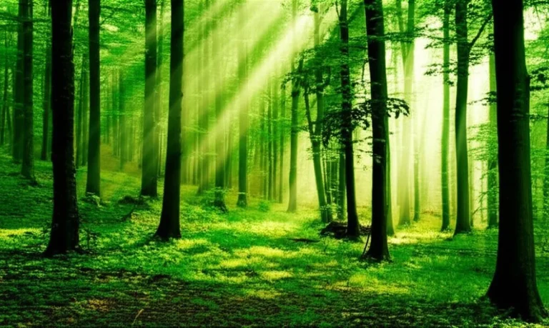 جنگل اولنگ شاهرود | راهنمای کامل سفر به بهشت مه آلود